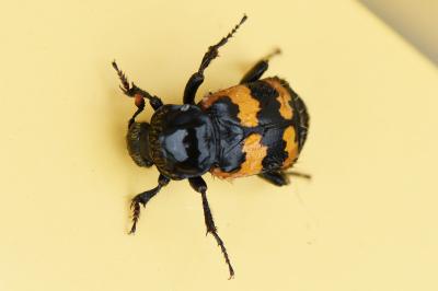 <i>Nicrophorus vespillo</i>