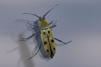 <i>Chlorophorus glabromaculatus</i>