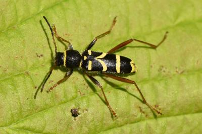 <i>Clytus arietis</i>