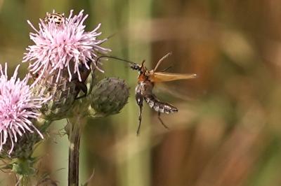 <i>Oedemera podagrariae</i>