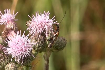<i>Oedemera podagrariae</i>