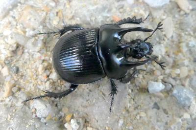 <i>Typhaeus typhoeus</i>