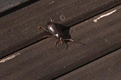 <i>Nalassus laevioctostriatus</i>