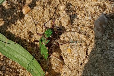 <i>Cicindela campestris</i>
