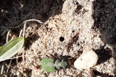 <i>Cicindela campestris</i>