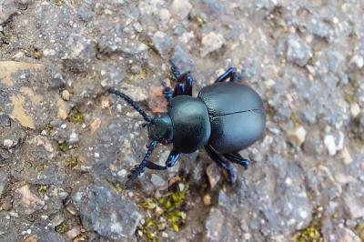 <i>Timarcha tenebricosa</i>