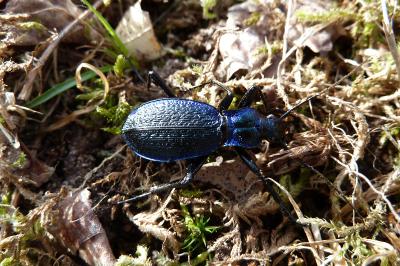 <i>Carabus intricatus</i>