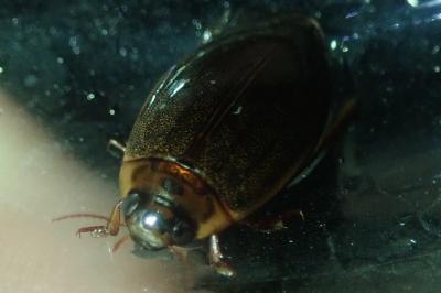 <i>Rhantus</i>