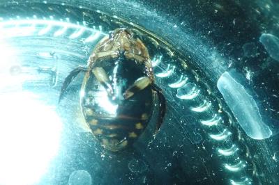 <i>Acilius sulcatus</i>