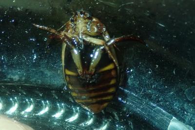 <i>Acilius canaliculatus</i>