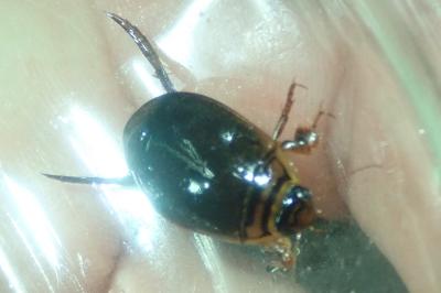 <i>Acilius canaliculatus</i>