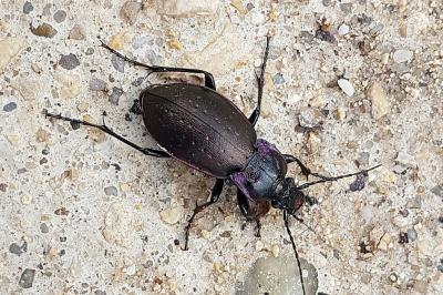 <i>Carabus nemoralis</i>