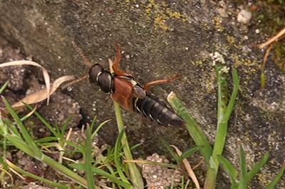 <i>Staphylinus</i>