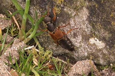 <i>Staphylinus</i>