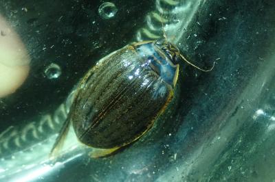 <i>Acilius sulcatus</i>