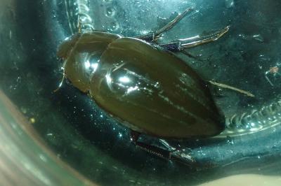 <i>Hydrophilus piceus</i>