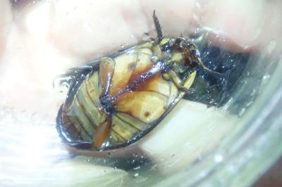 <i>Cybister lateralimarginalis</i>
