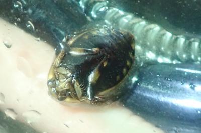 <i>Acilius sulcatus</i>