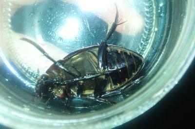 <i>Hydrophilus piceus</i>