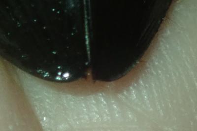 <i>Hydrophilus piceus</i>