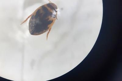 <i>Hygrotus inaequalis</i>