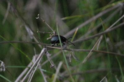 <i>Timarcha tenebricosa</i>