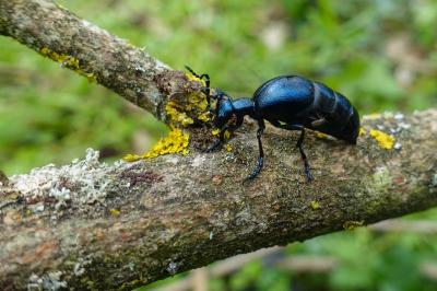 <i>Meloe violaceus</i>