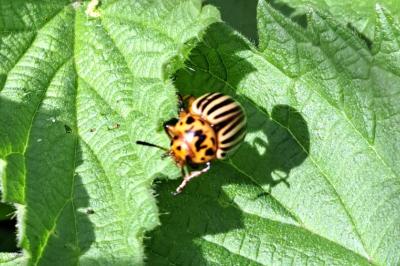<i>Leptinotarsa decemlineata</i>