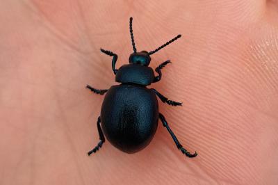 <i>Timarcha goettingensis</i>