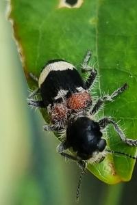 <i>Clerus mutillarius</i>