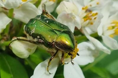 <i>Cetonia aurata</i>