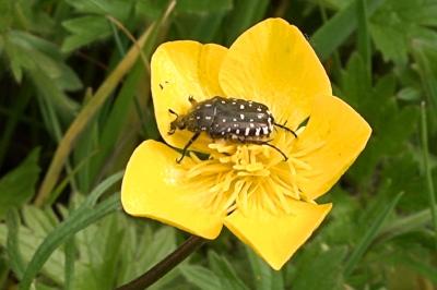 <i>Oxythyrea funesta</i>