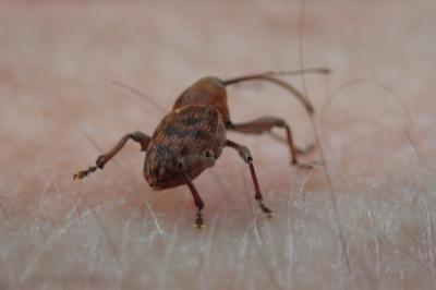 <i>Curculio glandium</i>