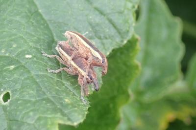 <i>Lixus ochraceus</i>