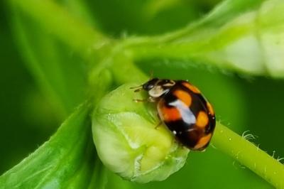 <i>Adalia decempunctata</i>