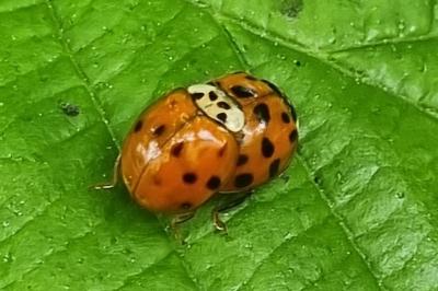 <i>Harmonia axyridis</i>
