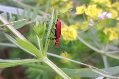 <i>Pyrochroa serraticornis</i>