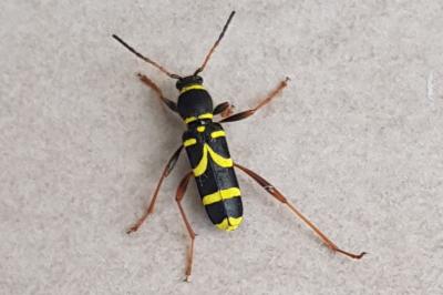 <i>Clytus arietis</i>