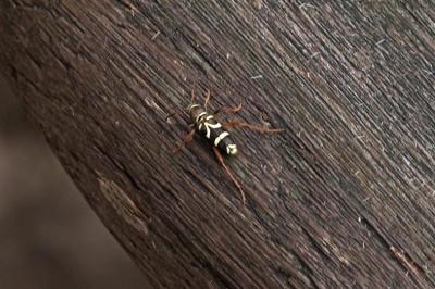 <i>Clytus arietis</i>