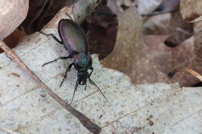 <i>Carabus nemoralis</i>