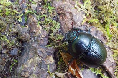 <i>Anoplotrupes stercorosus</i>