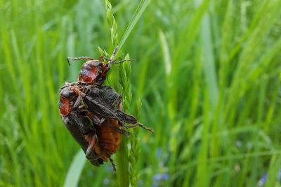 <i>Cantharis rustica</i>