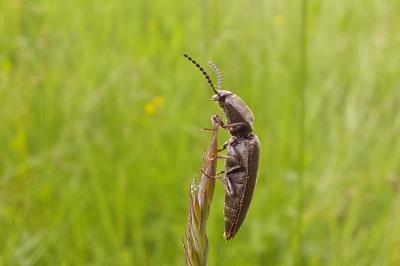 <i>Cidnopus pilosus</i>