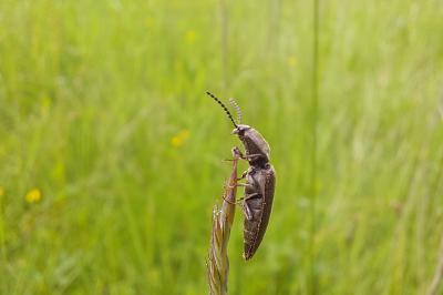 <i>Cidnopus pilosus</i>
