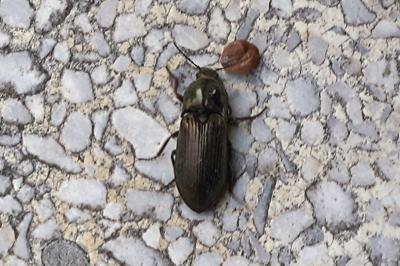 <i>Selatosomus latus</i>