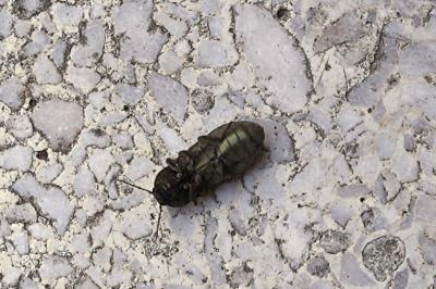 <i>Selatosomus latus</i>