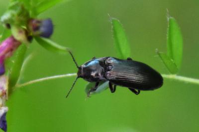 <i>Selatosomus</i>