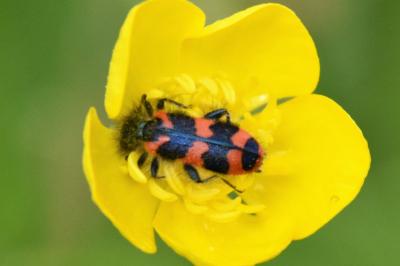 <i>Trichodes alvearius</i>
