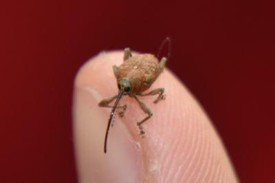 <i>Curculio glandium</i>