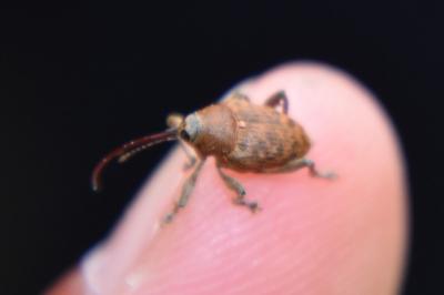 <i>Curculio glandium</i>